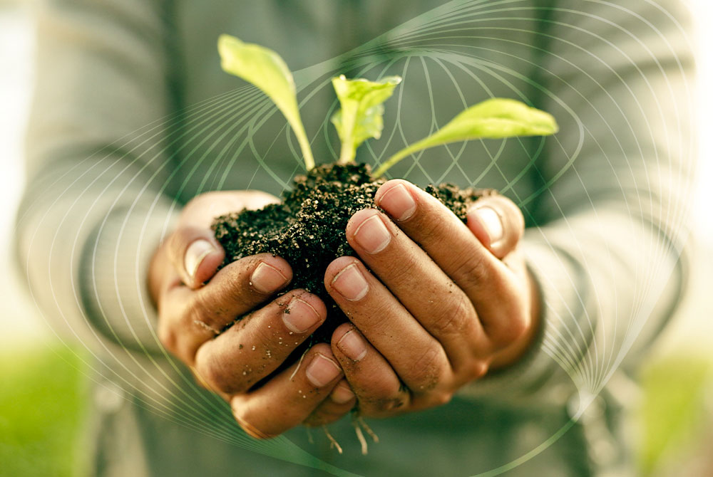 image of hands holding plant